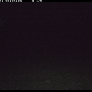 Isoodon macrourus (Northern Brown Bandicoot) at Gum Scrub, NSW - 21 Oct 2024 by carinya