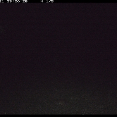 Isoodon macrourus (Northern Brown Bandicoot) at Gum Scrub, NSW - 21 Oct 2024 by carinya