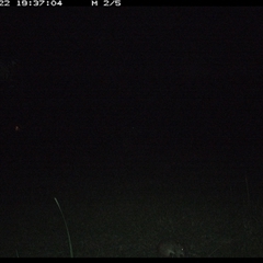 Perameles nasuta (Long-nosed Bandicoot) at Gum Scrub, NSW - 22 Oct 2024 by carinya