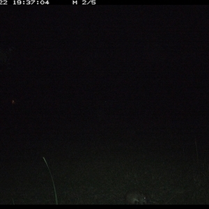 Perameles nasuta (Long-nosed Bandicoot) at Gum Scrub, NSW - 22 Oct 2024 by carinya