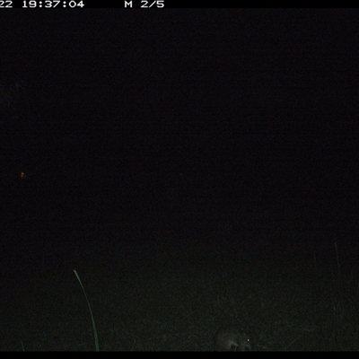 Perameles nasuta (Long-nosed Bandicoot) at Gum Scrub, NSW - 22 Oct 2024 by carinya