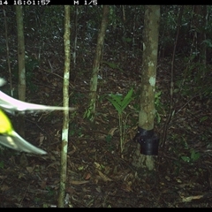 Eopsaltria australis (Eastern Yellow Robin) at Comboyne, NSW - 14 Oct 2024 by Akania