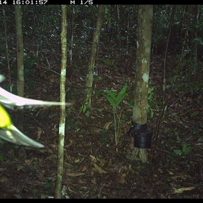 Eopsaltria australis (Eastern Yellow Robin) at Comboyne, NSW - 14 Oct 2024 by Akania