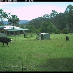 Bos taurus (Cattle) at Gum Scrub, NSW - 27 Oct 2024 by carinya