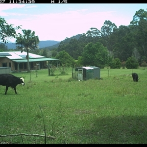 Bos taurus (Cattle) at Gum Scrub, NSW - 27 Oct 2024 by carinya