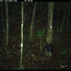 Psophodes olivaceus (Eastern Whipbird) at Comboyne, NSW - 14 Oct 2024 by Akania