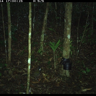 Psophodes olivaceus (Eastern Whipbird) at Comboyne, NSW - 14 Oct 2024 by Akania