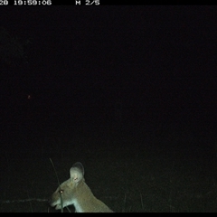Notamacropus rufogriseus (Red-necked Wallaby) at Gum Scrub, NSW - 28 Oct 2024 by carinya