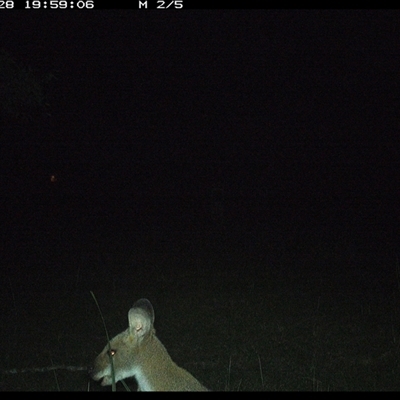 Notamacropus rufogriseus (Red-necked Wallaby) at Gum Scrub, NSW - 28 Oct 2024 by carinya