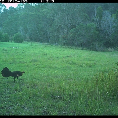 Alectura lathami (Australian Brush-turkey) at Gum Scrub, NSW - 2 Nov 2024 by carinya