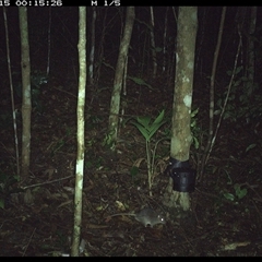 Rattus fuscipes (Bush Rat) at Comboyne, NSW - 15 Oct 2024 by Akania