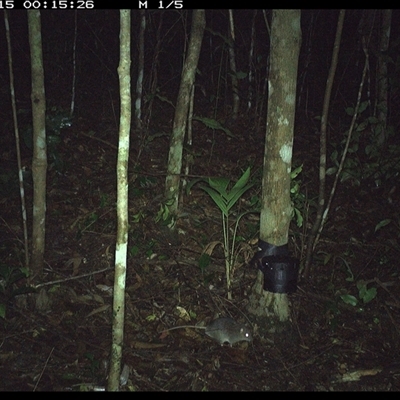 Rattus fuscipes (Bush Rat) at Comboyne, NSW - 15 Oct 2024 by Akania