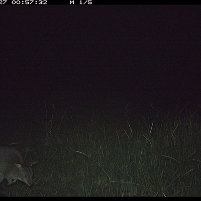 Thylogale thetis (Red-necked Pademelon) at Gum Scrub, NSW - 27 Nov 2024 by carinya