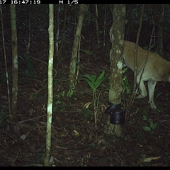 Canis lupus (Dingo / Wild Dog) at Comboyne, NSW - 17 Oct 2024 by Akania