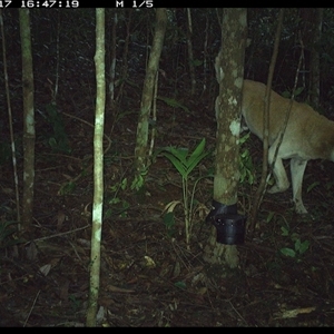 Canis lupus (Dingo / Wild Dog) at Comboyne, NSW - 17 Oct 2024 by Akania
