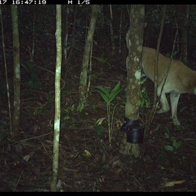 Canis lupus (Dingo / Wild Dog) at Comboyne, NSW - 17 Oct 2024 by Akania