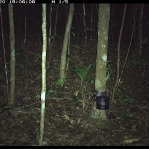 Antechinus stuartii (Brown Antechinus) at Comboyne, NSW - 20 Oct 2024 by Akania