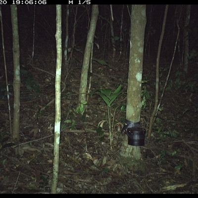 Antechinus stuartii (Brown Antechinus) at Comboyne, NSW - 20 Oct 2024 by Akania