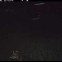 Vulpes vulpes (Red Fox) at Gum Scrub, NSW - 30 Nov 2024 by carinya