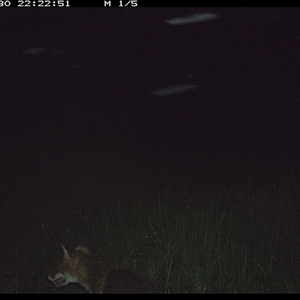 Vulpes vulpes (Red Fox) at Gum Scrub, NSW - 30 Nov 2024 by carinya