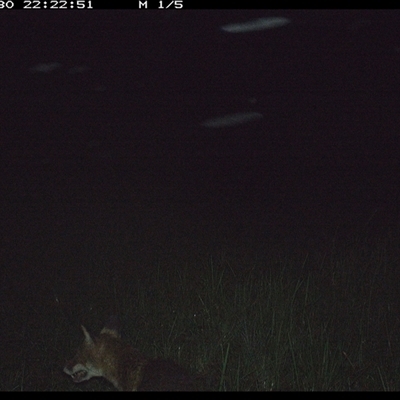 Vulpes vulpes (Red Fox) at Gum Scrub, NSW - 30 Nov 2024 by carinya