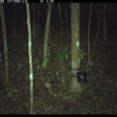 Neosericornis citreogularis (Yellow-throated Scrubwren) at Comboyne, NSW - 26 Oct 2024 by Akania