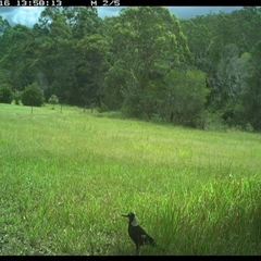 Gymnorhina tibicen (Australian Magpie) at Gum Scrub, NSW - 16 Jan 2025 by carinya