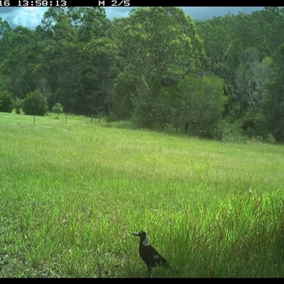 Gymnorhina tibicen (Australian Magpie) at Gum Scrub, NSW - 16 Jan 2025 by carinya