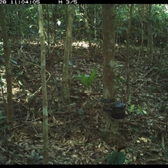Pitta versicolor (Noisy Pitta) at Comboyne, NSW - 28 Oct 2024 by Akania