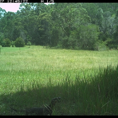 Varanus varius (Lace Monitor) at Gum Scrub, NSW - 27 Jan 2025 by carinya