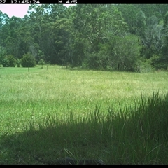 Varanus varius at Gum Scrub, NSW - suppressed