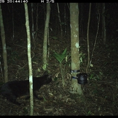 Felis catus (Feral Cat) at Comboyne, NSW - 29 Oct 2024 by Akania