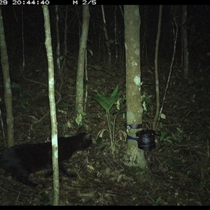 Felis catus (Feral Cat) at Comboyne, NSW - 29 Oct 2024 by Akania