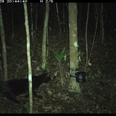 Felis catus (Feral Cat) at Comboyne, NSW - 29 Oct 2024 by Akania