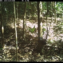 Intellagama lesueurii (Australian Water Dragon) at Comboyne, NSW - 30 Oct 2024 by Akania