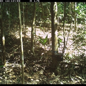 Intellagama lesueurii (Australian Water Dragon) at Comboyne, NSW - 30 Oct 2024 by Akania