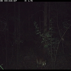 Canis lupus (Dingo / Wild Dog) at Gum Scrub, NSW - 8 Oct 2024 by carinya