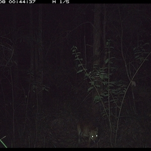 Canis lupus (Dingo / Wild Dog) at Gum Scrub, NSW - 8 Oct 2024 by carinya