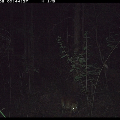Canis lupus (Dingo / Wild Dog) at Gum Scrub, NSW - 8 Oct 2024 by carinya
