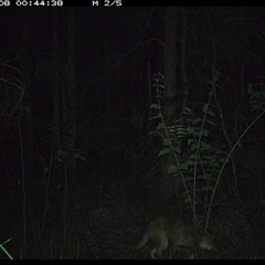Canis lupus at Gum Scrub, NSW - 8 Oct 2024 12:44 AM