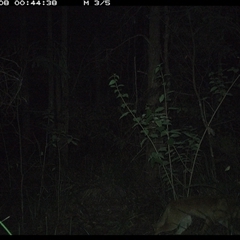 Canis lupus at Gum Scrub, NSW - 8 Oct 2024 12:44 AM