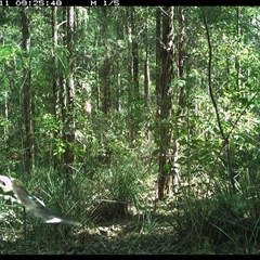 Dacelo novaeguineae (Laughing Kookaburra) at Gum Scrub, NSW - 11 Oct 2024 by carinya