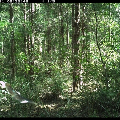Dacelo novaeguineae (Laughing Kookaburra) at Gum Scrub, NSW - 11 Oct 2024 by carinya