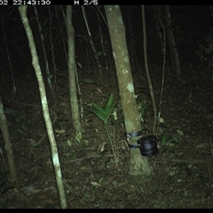 Antechinus sp. (genus) (Unidentified Antechinus) at Comboyne, NSW - 2 Nov 2024 by Akania