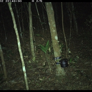 Antechinus sp. (genus) (Unidentified Antechinus) at Comboyne, NSW - 2 Nov 2024 by Akania