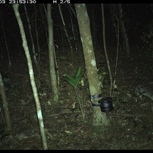 Perameles nasuta (Long-nosed Bandicoot) at Comboyne, NSW - 3 Nov 2024 by Akania