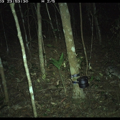 Perameles nasuta (Long-nosed Bandicoot) at Comboyne, NSW - 3 Nov 2024 by Akania