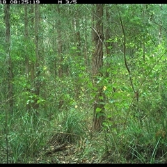 Menura novaehollandiae (Superb Lyrebird) at Gum Scrub, NSW - 18 Oct 2024 by carinya