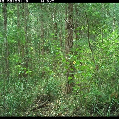 Menura novaehollandiae (Superb Lyrebird) at Gum Scrub, NSW - 18 Oct 2024 by carinya