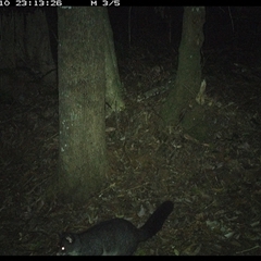 Trichosurus caninus (Mountain Brushtail Possum) at Comboyne, NSW - 10 Nov 2024 by Akania